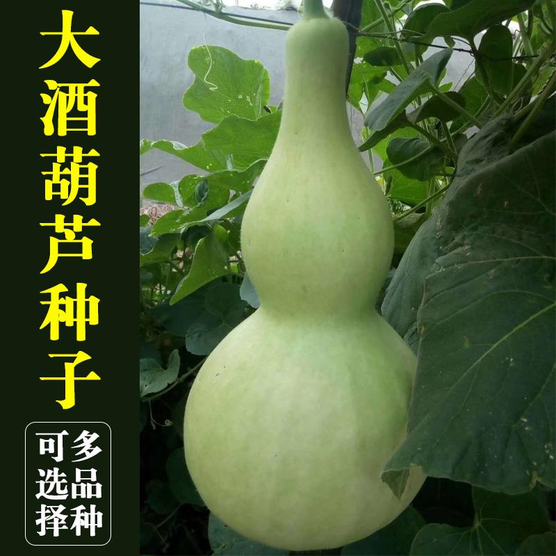 葫芦种子详情图1.jpg