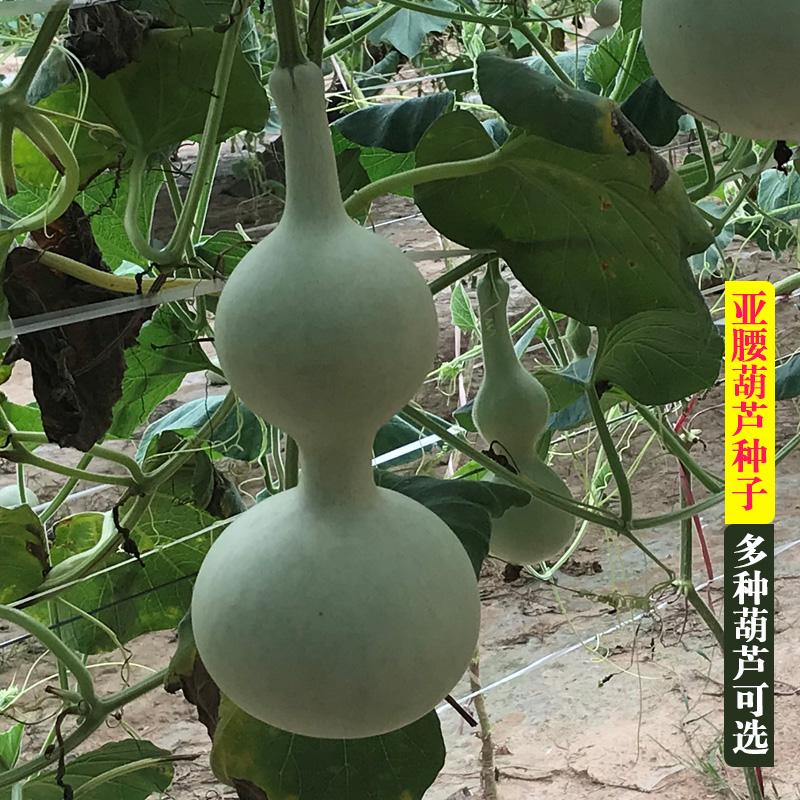 葫芦种子详情图2.jpg