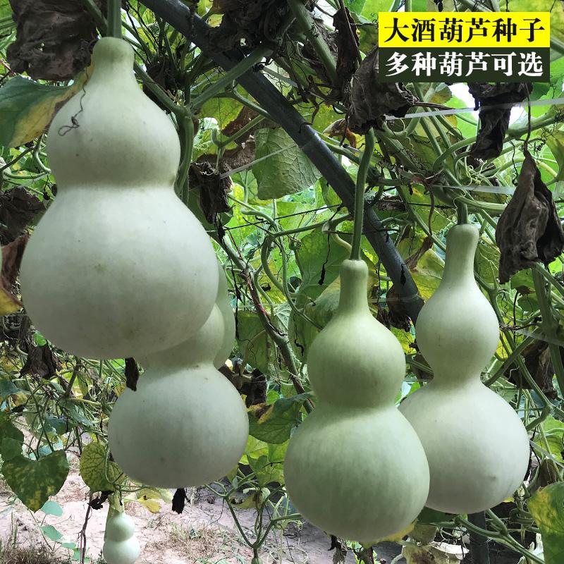 葫芦种子详情图3.jpg