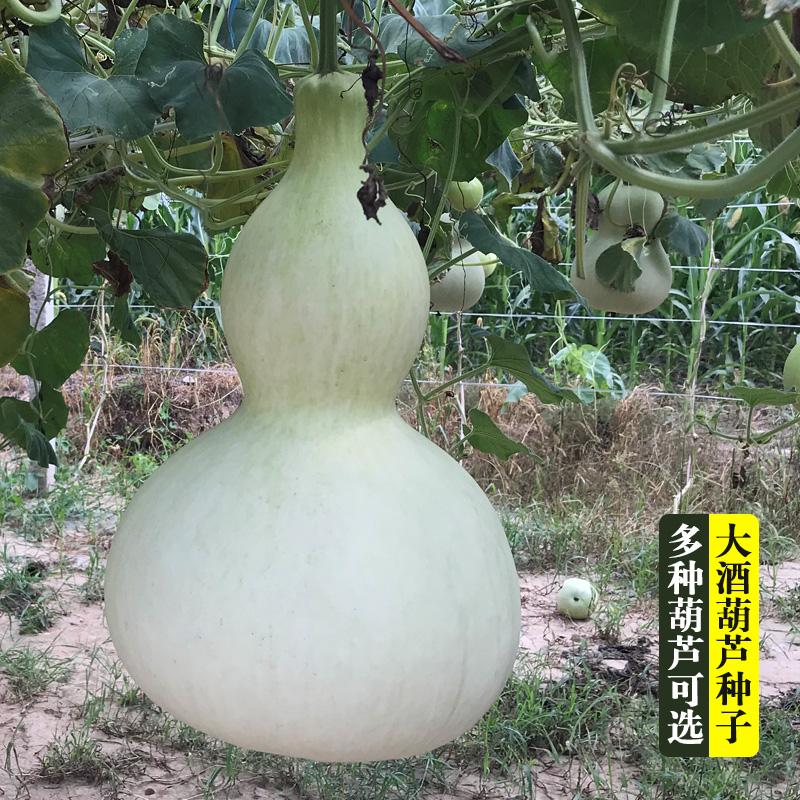 葫芦种子详情图4.jpg