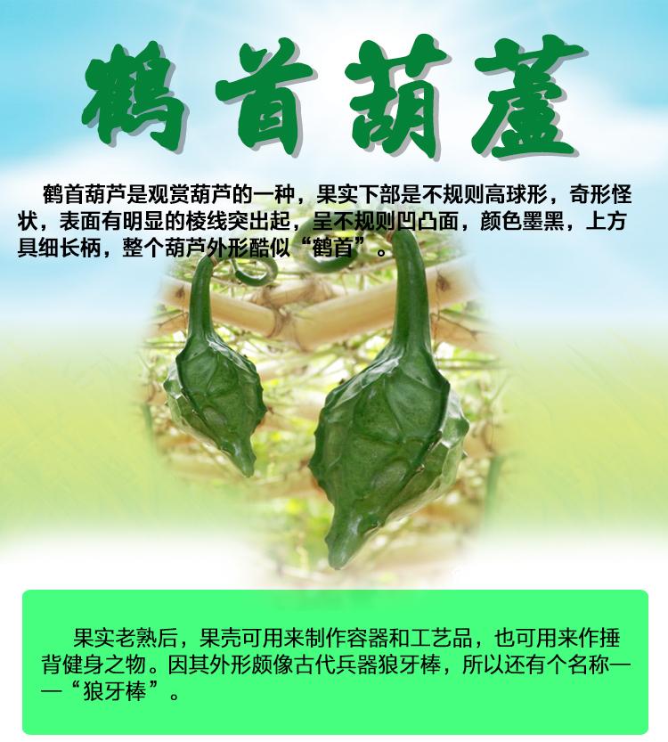 葫芦种子详情图6.jpg
